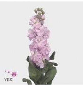 ΒΙΟΛΑ  ΡΟΖ.......-MATTHIOLA  AIDA PINK